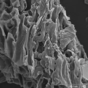 a microscopic view of biochar's surface