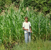 a crop of biochar enhanced corn
