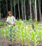 a crop of unenhanced corn